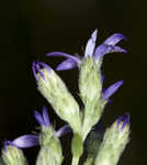 Eastern silver aster